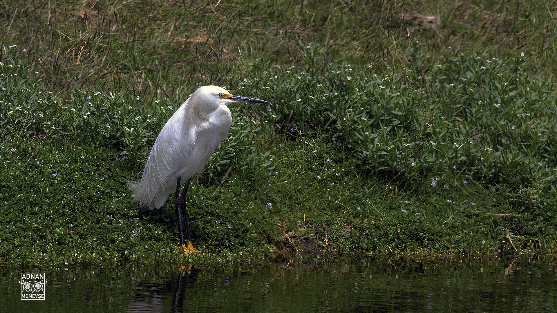 Snowy Egret — Ana fotoğraf